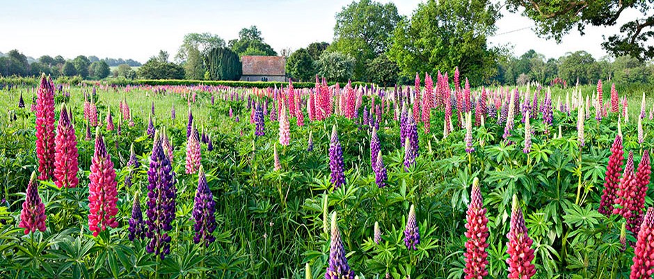 St. Peter's Church, Terwick and lupins
